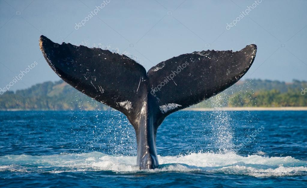 ballena