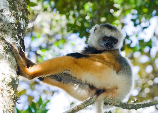 Diademed sifaka ül a fán — Stock Fotó