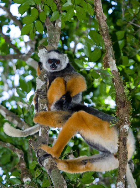 Diademed sifakas sedí na stromě — Stock fotografie