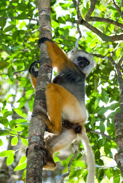 Diademed sifaka's zittend op de boom — Stockfoto