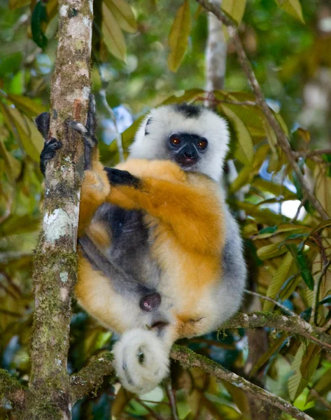 Diademed sifaka sedí na stromě — Stock fotografie