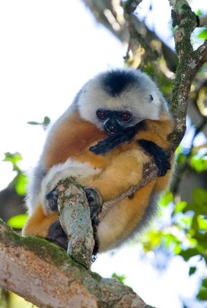 Sifaka diademed sentado na árvore — Fotografia de Stock