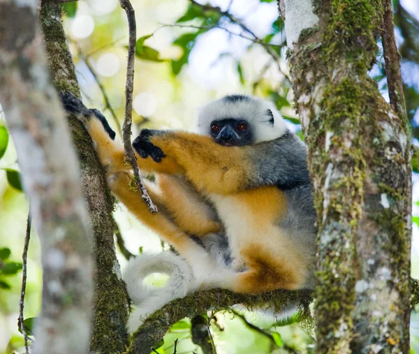 Sifaka diademed sentado na árvore — Fotografia de Stock