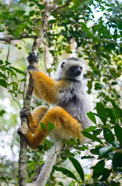 Diademed sifaka seduto sull'albero — Foto Stock