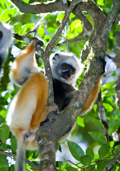 Sifaka diademed sentado na árvore — Fotografia de Stock