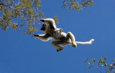 Dancing Sifaka jumping. clipart