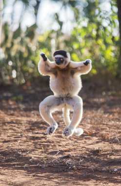 Dancing Sifaka jumping. clipart