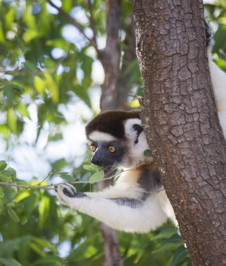 Bir ağaçta oturuyor Sifaka dans