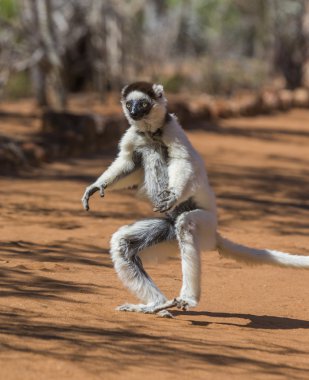 Sifaka atlama dans.