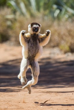 Dancing Sifaka jumping. clipart