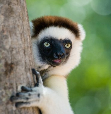 Sifaka dans portre