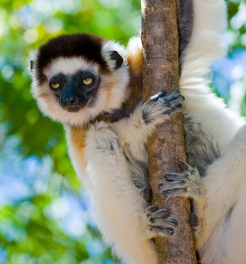 Sifaka dans portre