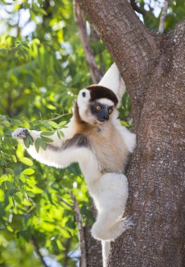Bir ağaçta oturuyor Sifaka dans