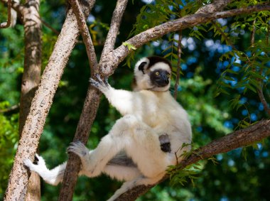 Bir ağaçta oturuyor Sifaka dans