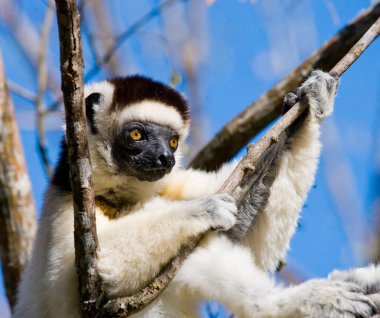 Bir ağaçta oturuyor Sifaka dans