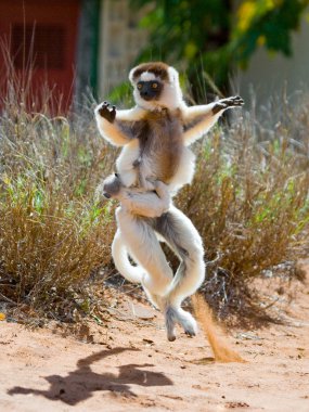 Sifaka atlama dans.