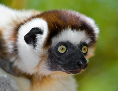 Sifaka dans portre