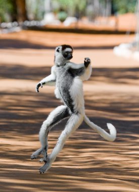 Sifaka atlama dans.
