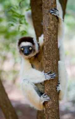Bir ağaçta oturuyor Sifaka dans