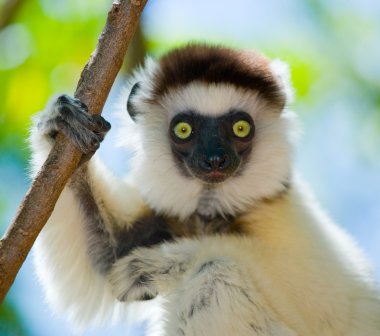 Portrait of Dancing Sifaka clipart