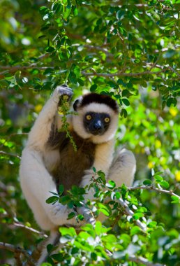 Bir ağaçta oturuyor Sifaka dans