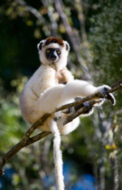 Bir ağaçta oturuyor Sifaka dans