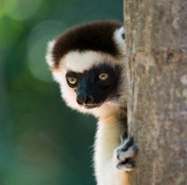 Sifaka dans portre