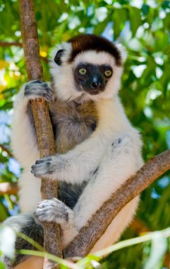 Sifaka dans portre