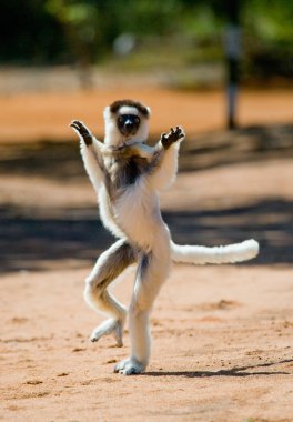 Dancing Sifaka jumping. clipart