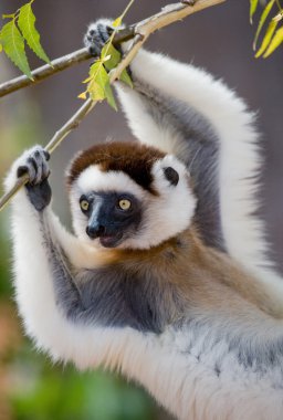 Sifaka dans portre
