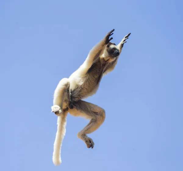 Sifaka atlama dans. — Stok fotoğraf