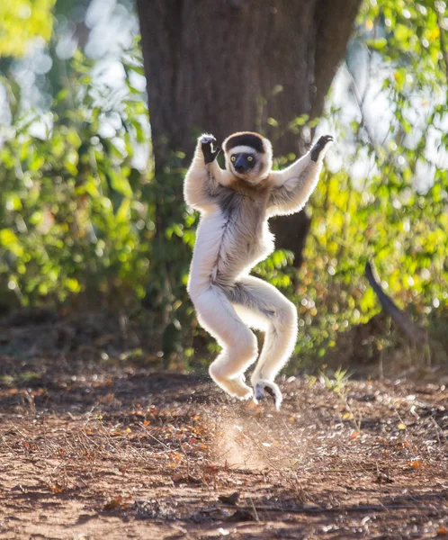 Tančící Sifaka skákání. — Stock fotografie