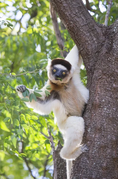 Dançando Sifaka sentado em uma árvore — Fotografia de Stock