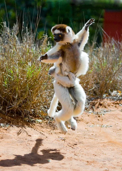 Dansende sifaka's springen. — Stockfoto