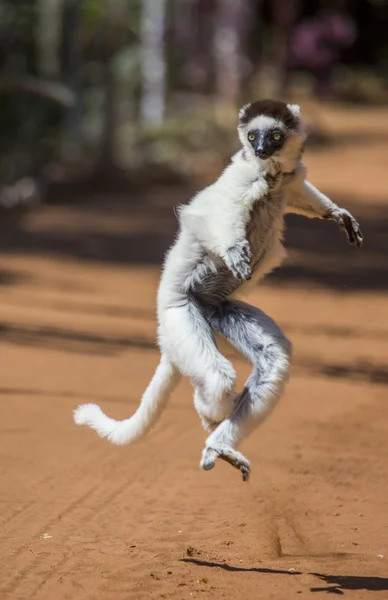 Tančící Sifaka skákání. — Stock fotografie