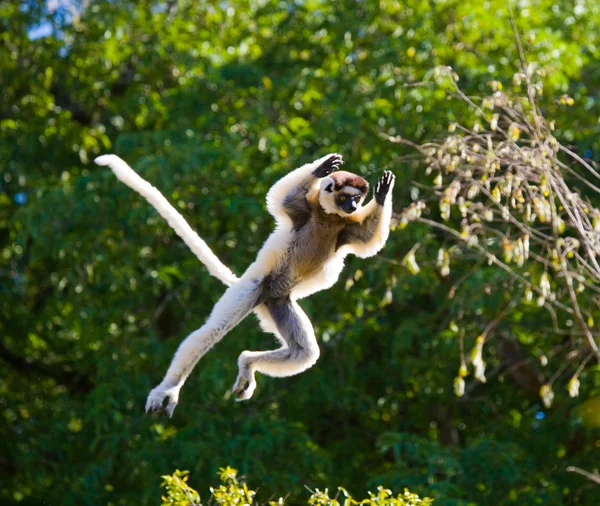 Dans Sifaka.på hoppning. — Stockfoto