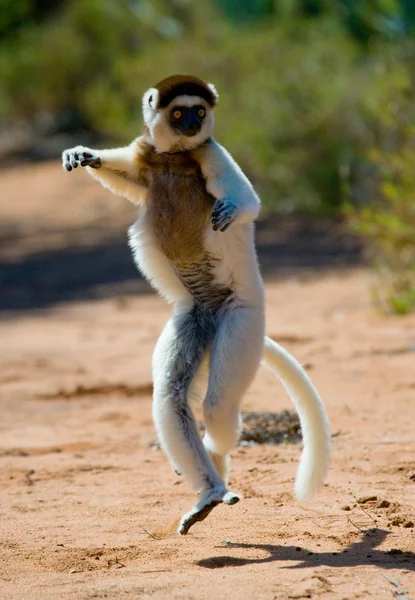 Dansende sifaka's springen. — Stockfoto