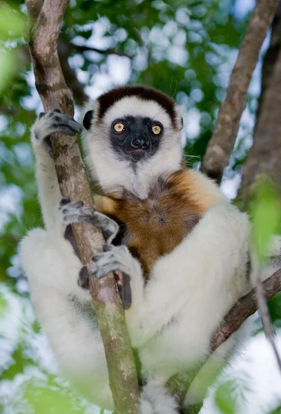 Ballando Sifaka seduto su un albero — Foto Stock