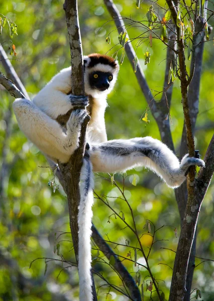 Dansende sifaka's zittend op een boom — Stockfoto