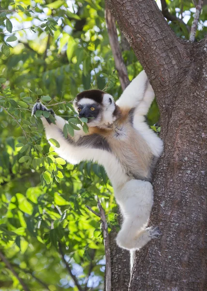 Dançando Sifaka sentado em uma árvore — Fotografia de Stock