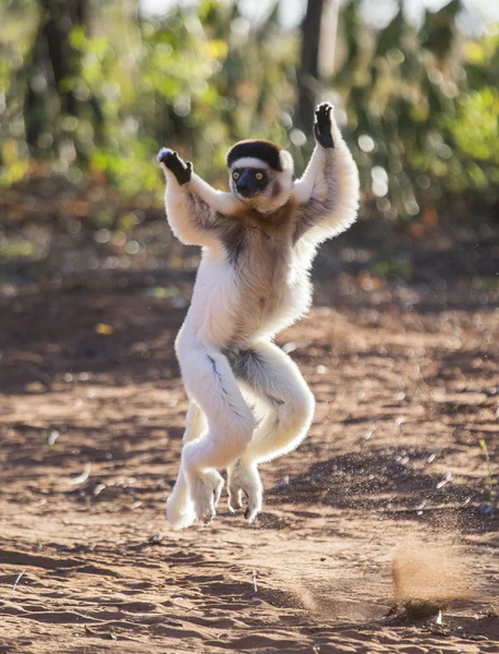 Dansende sifaka's springen. — Stockfoto