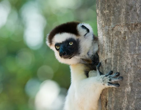 Dançando Sifaka sentado em uma árvore — Fotografia de Stock