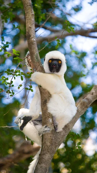 Menari Sifaka duduk di pohon — Stok Foto