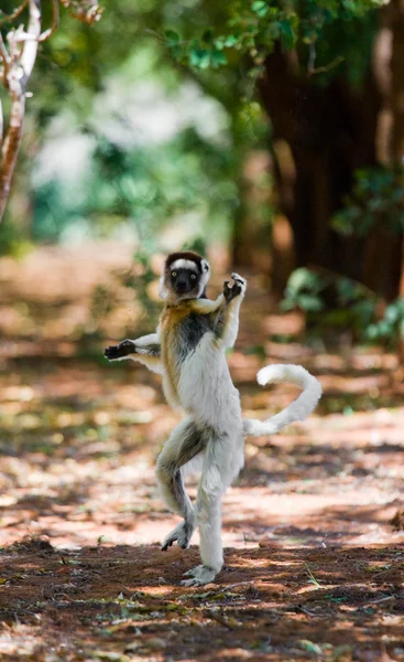 Dansende sifaka's springen. — Stockfoto