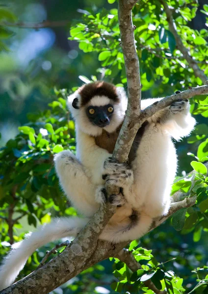 Tanzender Sifaka auf einem Baum sitzend — Stockfoto