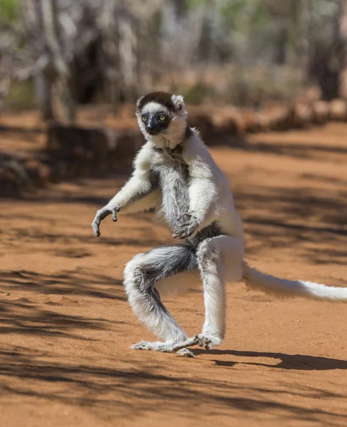 Tanzendes Sifaka-Springen. — Stockfoto