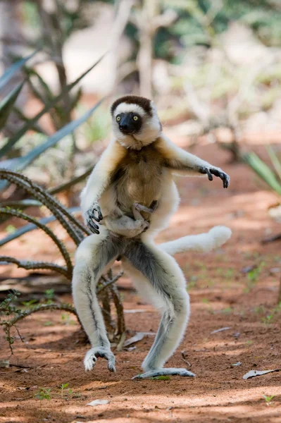 Dancing Sifaka jumping.