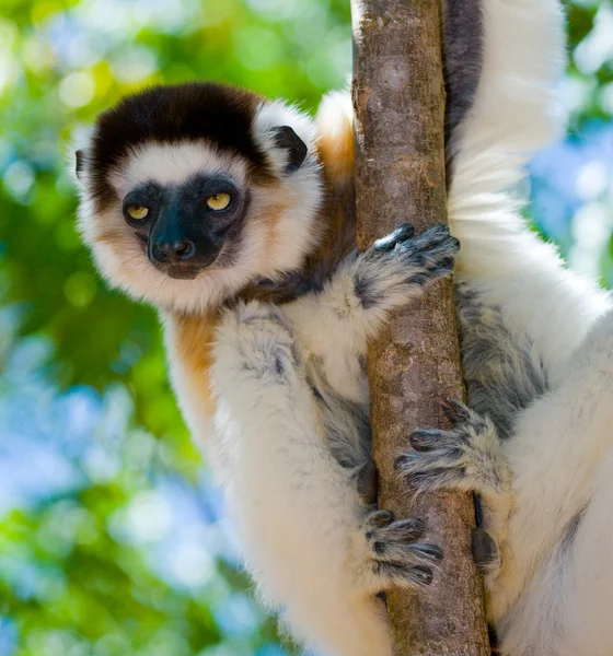 Portrét tančící Sifaka — Stock fotografie