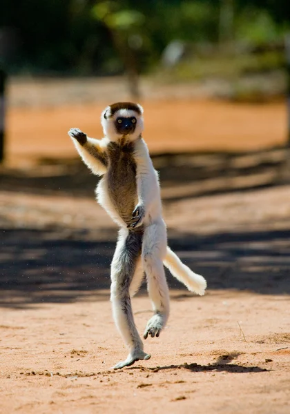 Dansende sifaka's springen. — Stockfoto