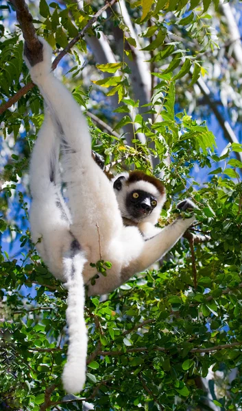 Dançando Sifaka sentado em uma árvore — Fotografia de Stock